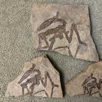 Engraving a Dinosaur Fossil in Stone | Projects in Quarantine